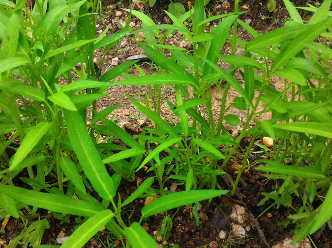 Begini Cara Memanfaatkan Pekarangan Sempit