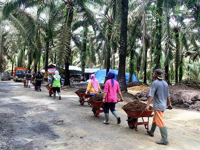 Beberapa perempuan silih berganti membawa tumpukan kotoran sapi mengunakan angkong (puan.co).