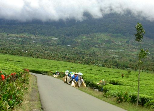Perempuan-perempuan Tangguh di Hamparan Kebun Teh