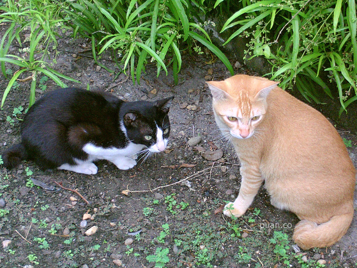 Tips Memelihara Kucing Kampung di Perkotaan